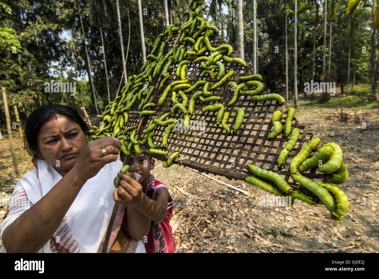 Sivasagar, Assam, India. 24th Mar, 2015. A woman farmer prepares her ...