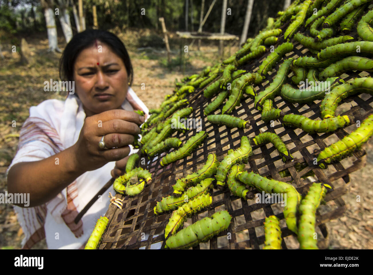 Silkworms india hires stock photography and images Alamy