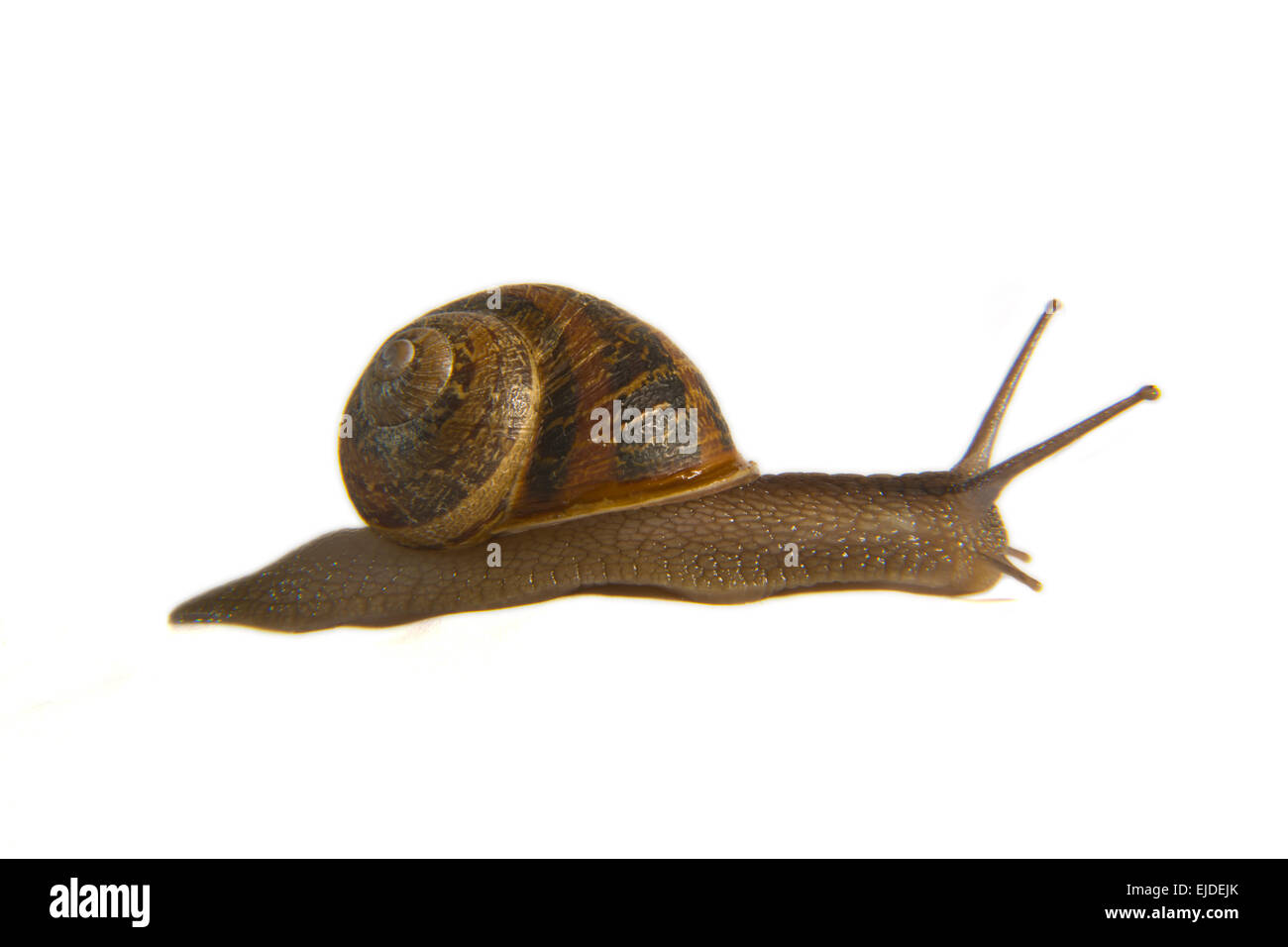 Garden Snail on side over white background. Macro shot Stock Photo