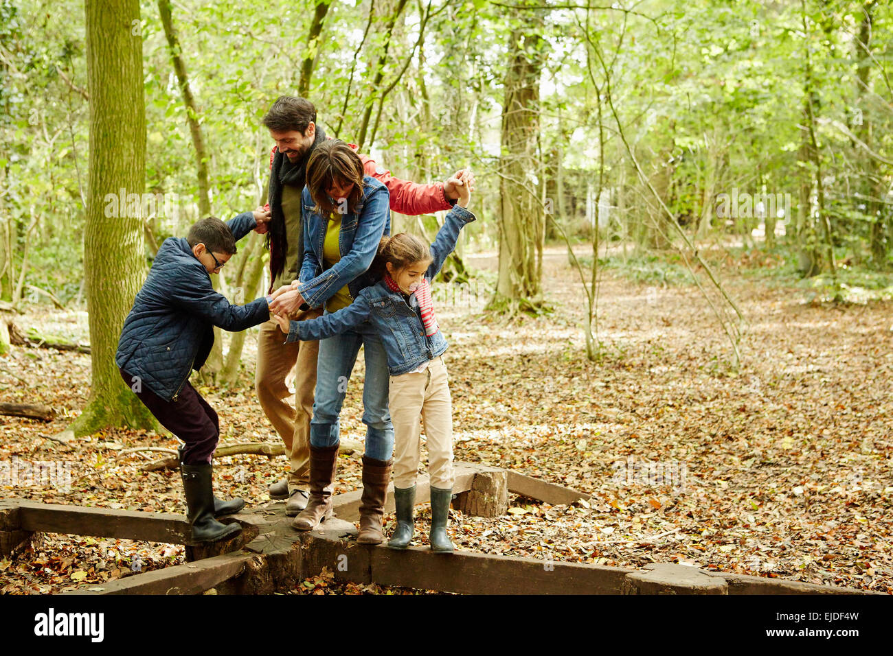 Beech woods in Autumn. A family of four holding hands and walking along wooden beams above the ground. Stock Photo