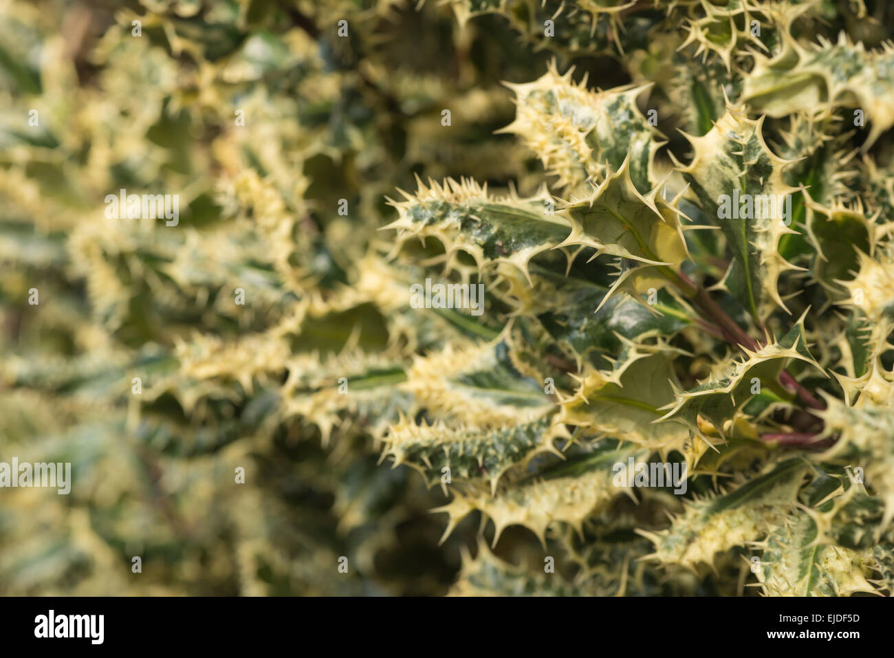over prickly silver variegated holly leave genetic mutation with prickles on edge and surface of leaf a bush to deter buglers Stock Photo