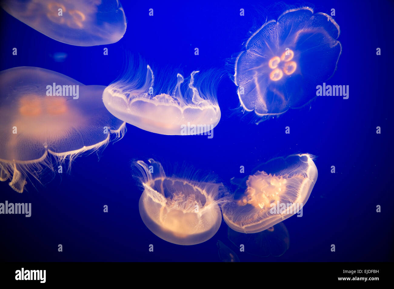A small group of jellyfish floating in water delicate and translucent marine life. Stock Photo
