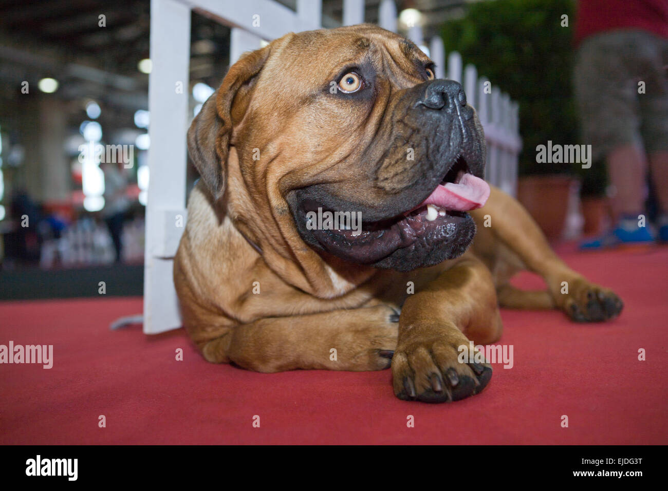 A big beautiful Bullmastiff dog portrait lying on red carpet Stock Photo