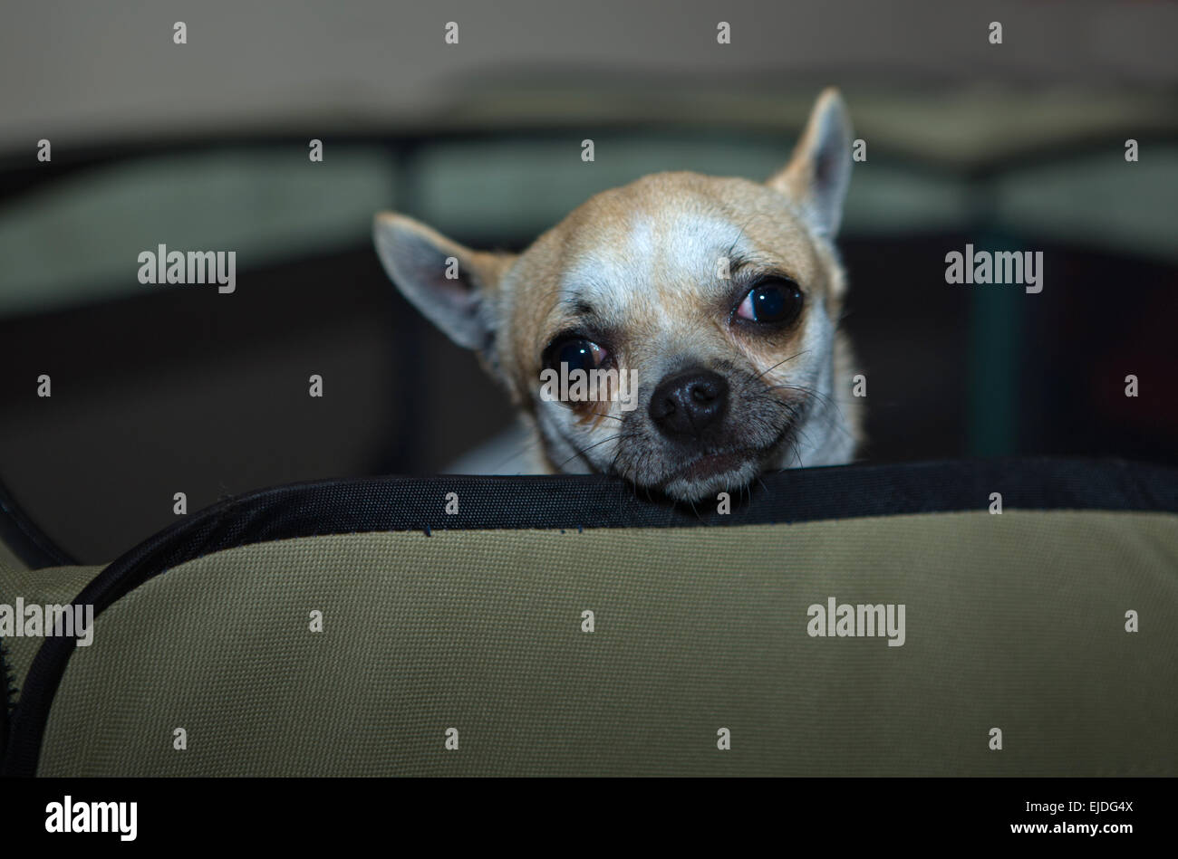 Portrait Of Chihuahua Dog putting the head out of the cage Stock Photo