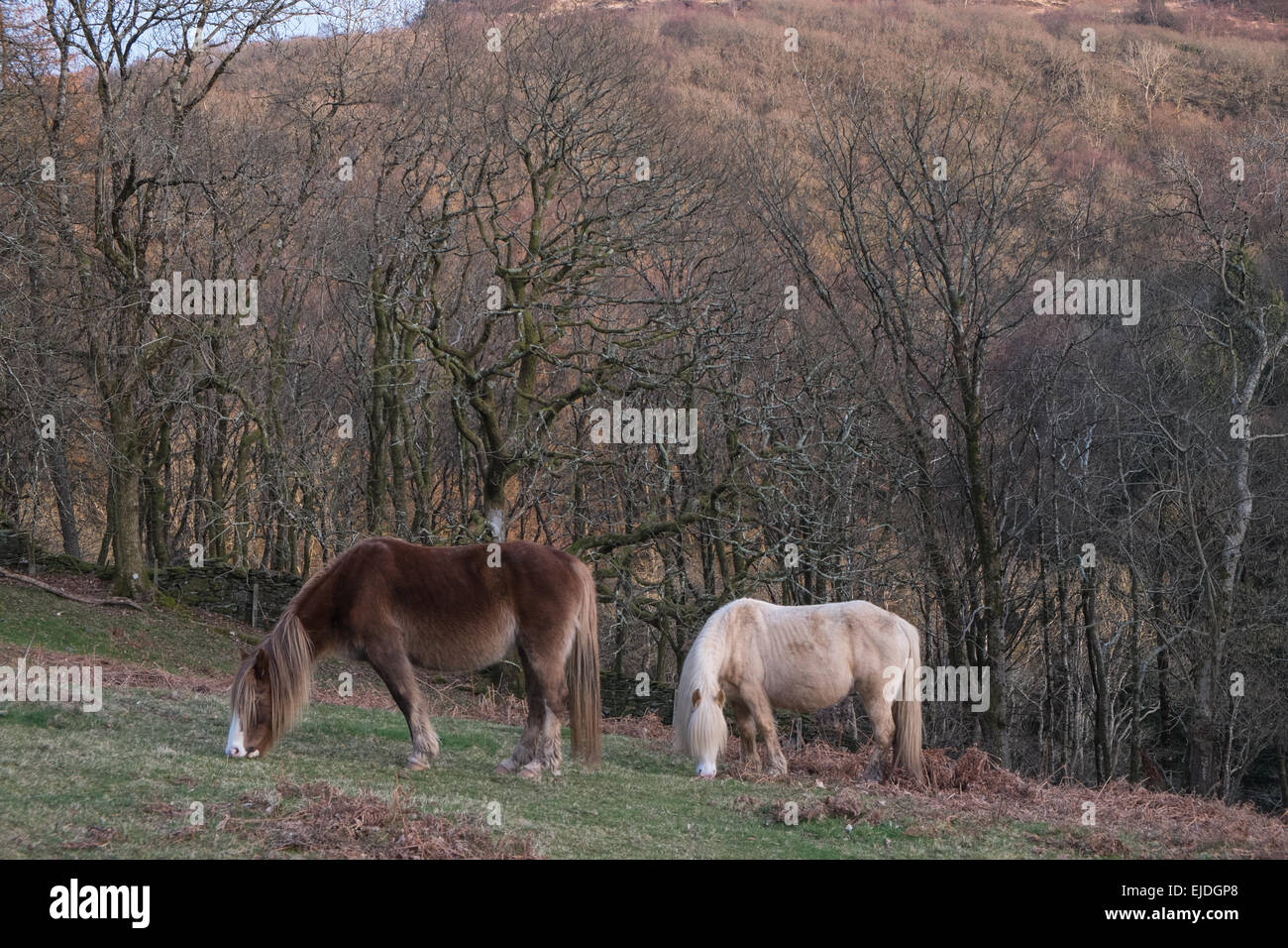 Celtic,rainforest,forest,pony,Ponies,horses in woods,woodland above village of Furnace in Ceredigion, Mid Wales,Wales. Stock Photo