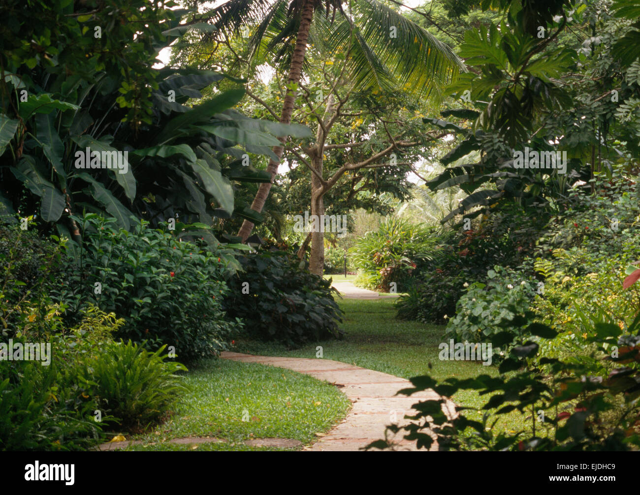 Banana palm and palm trees in lush green borders of tropical coastal garden with curved paved path Stock Photo