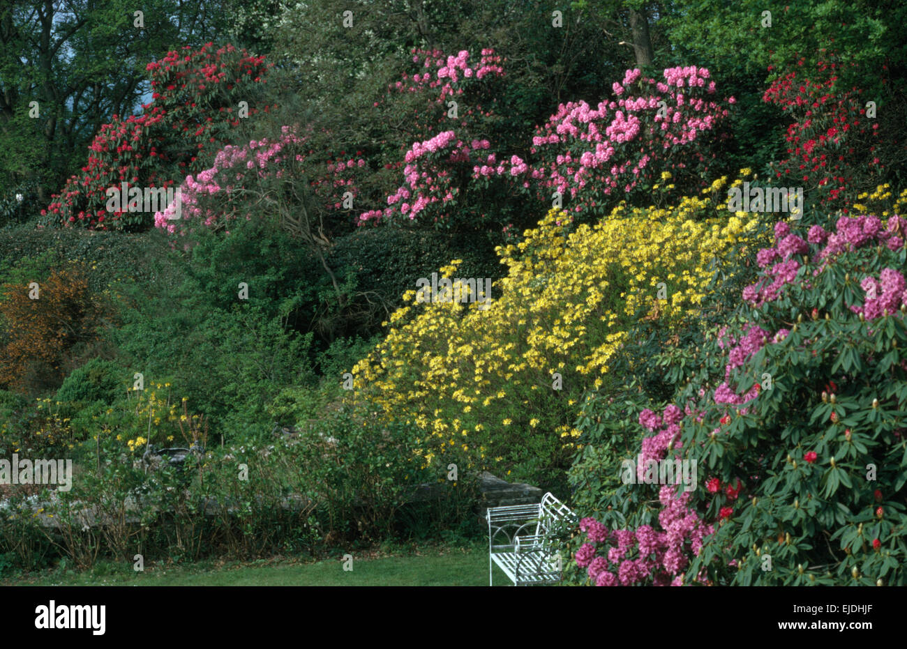 Yellow and pink rhododendrons in large country garden in spring Stock ...