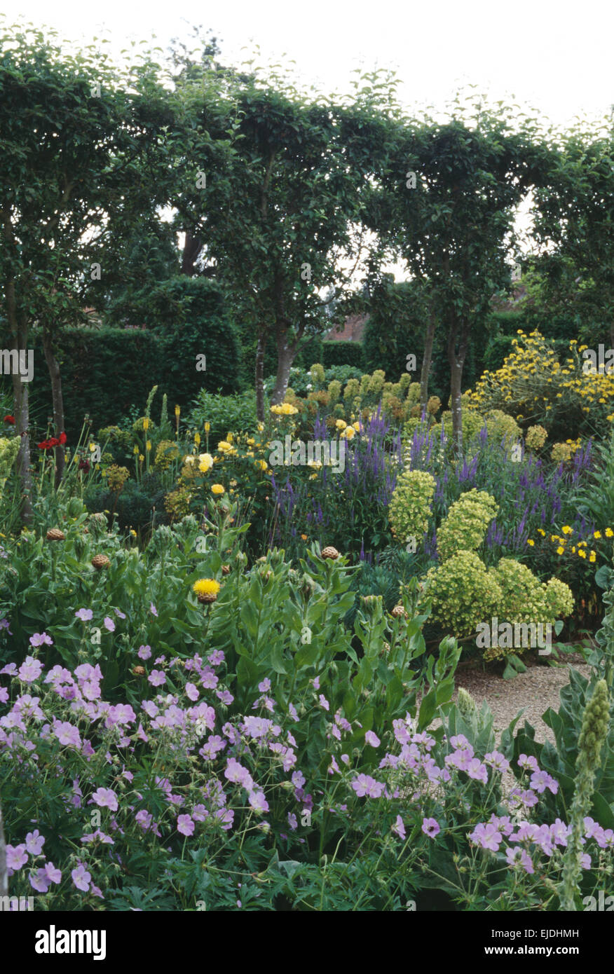 Pleached hires stock photography and images Alamy