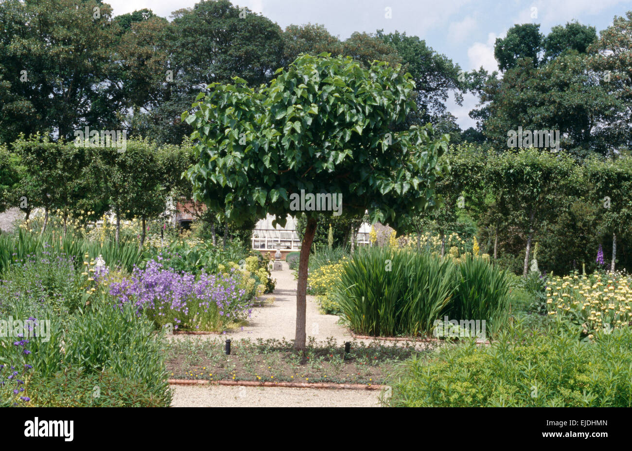 Small tree in center of large country garden in summer with pleached trees in the background Stock Photo