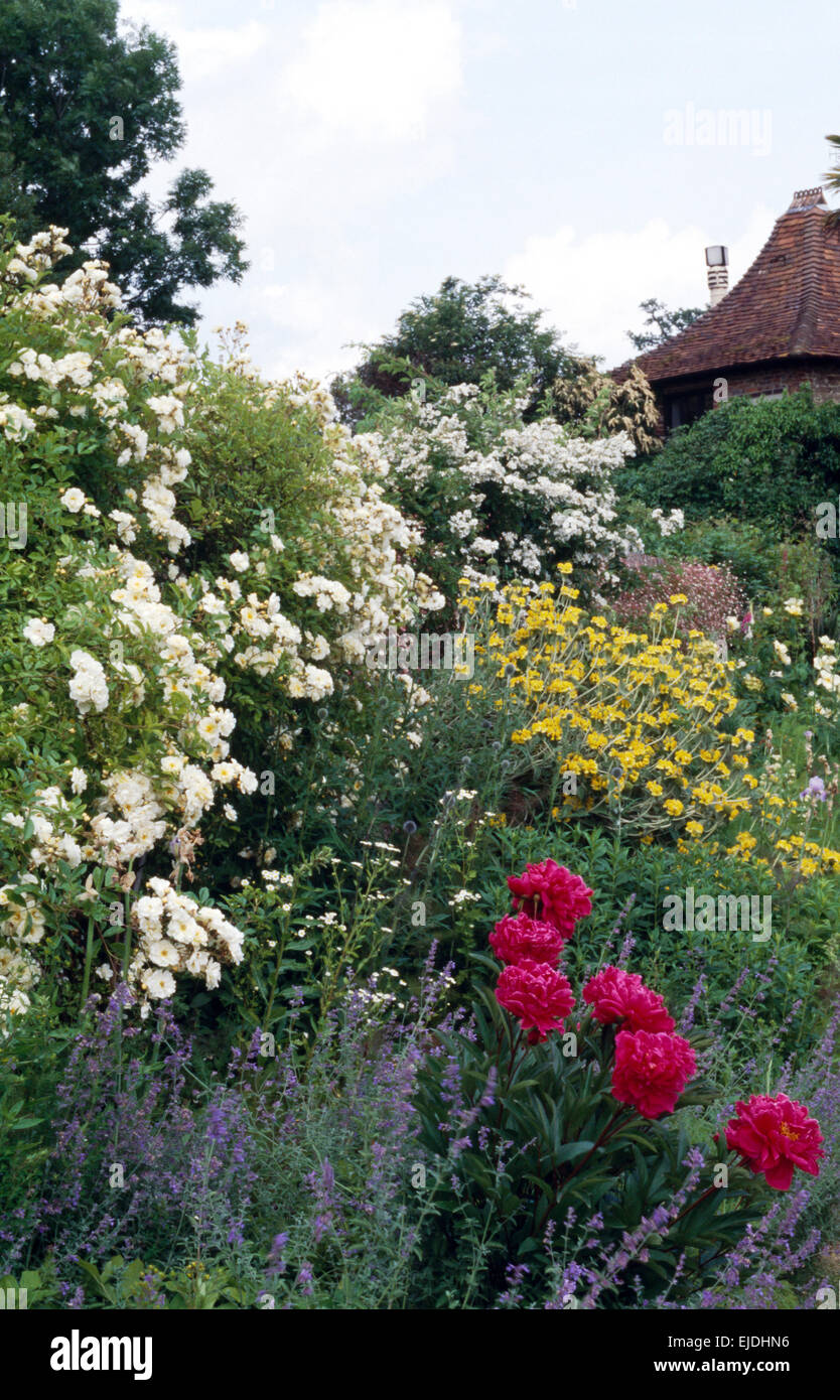 Deep pink peonies and white roses with blue catmint in large herbaceous border in country garden Stock Photo