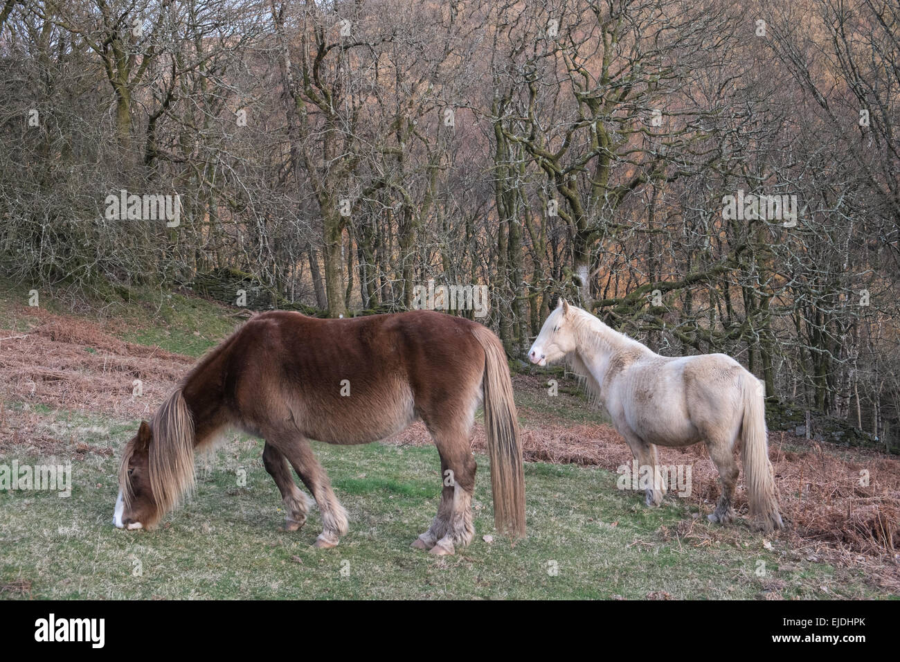Are there horses in the rainforest