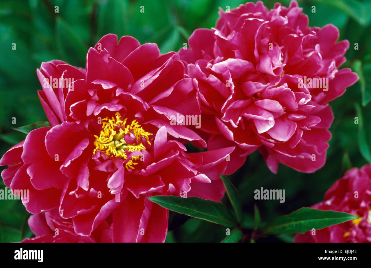 Double peonies hi-res stock photography and images - Alamy