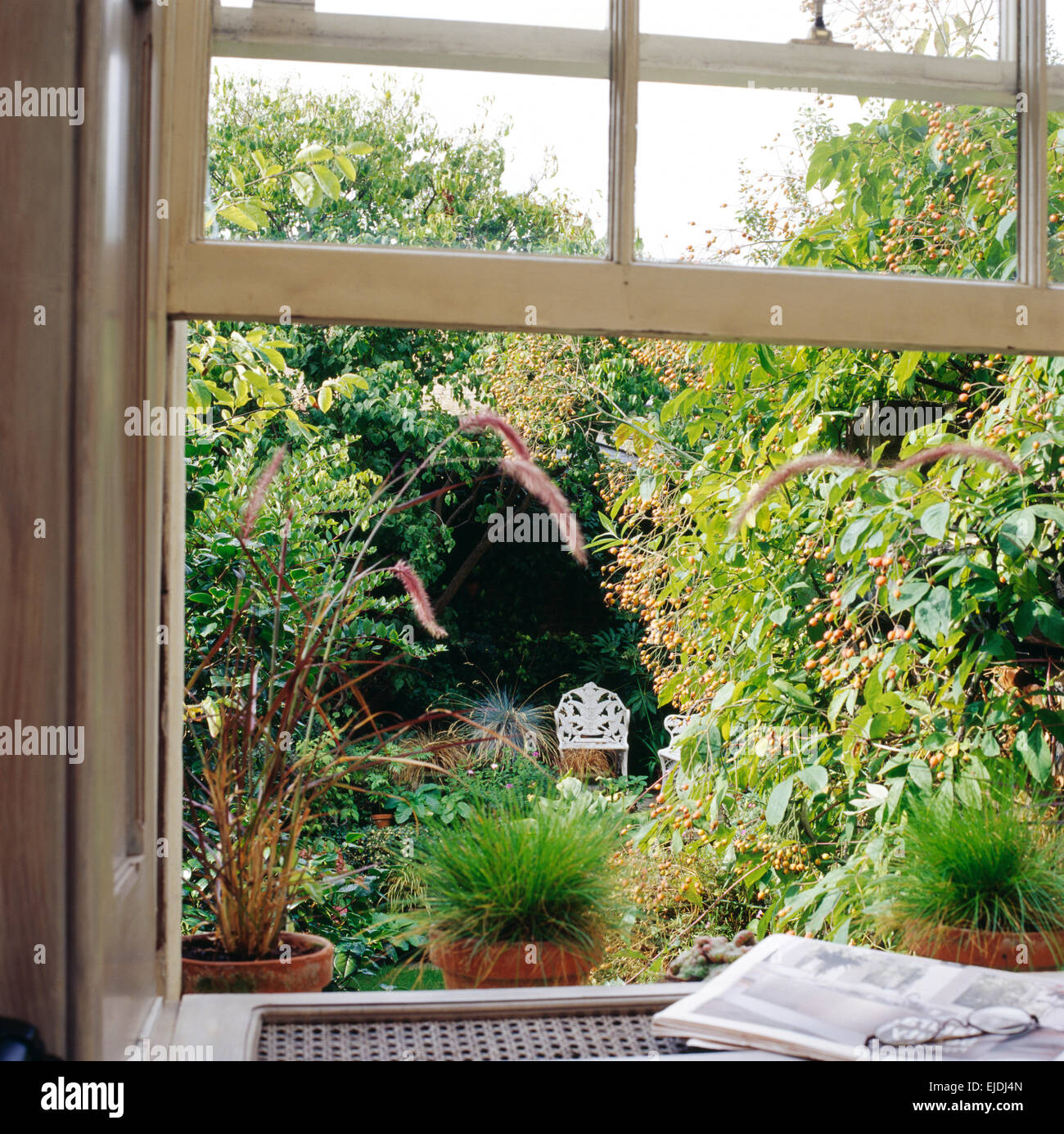 Window open to small townhouse garden with lush green plants and white wrought iron seat Stock Photo