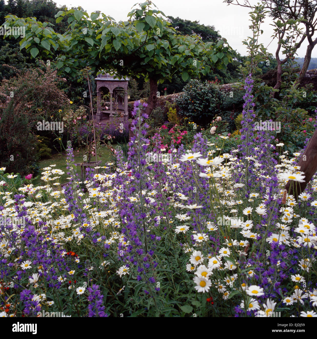 Blue delphiniums and white daisies in border in large country garden in