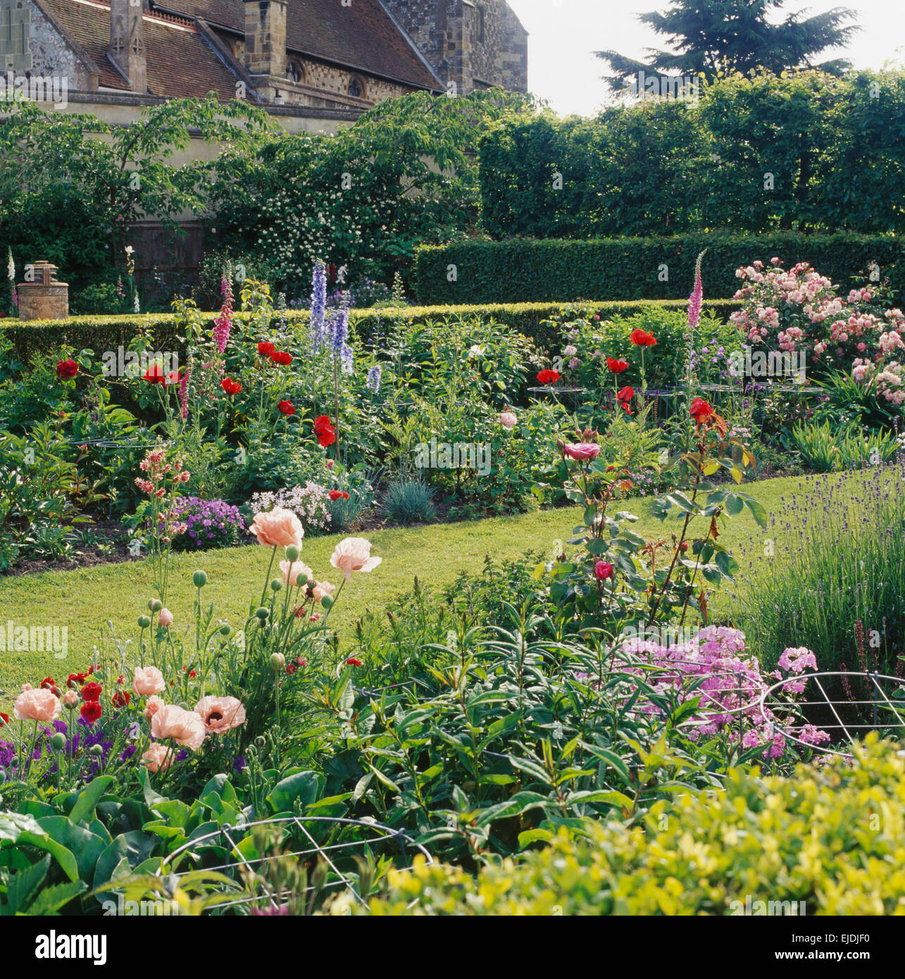 Pink opium poppies and pink phlox in a border beside grass path in large country garden with clipped hedges Stock Photo