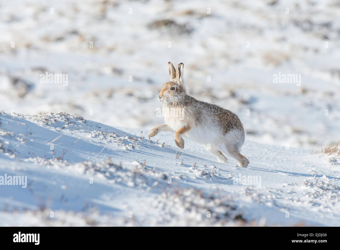 Mountain hare (Lepus timidus), sometimes known as the blue or variable hare. Stock Photo