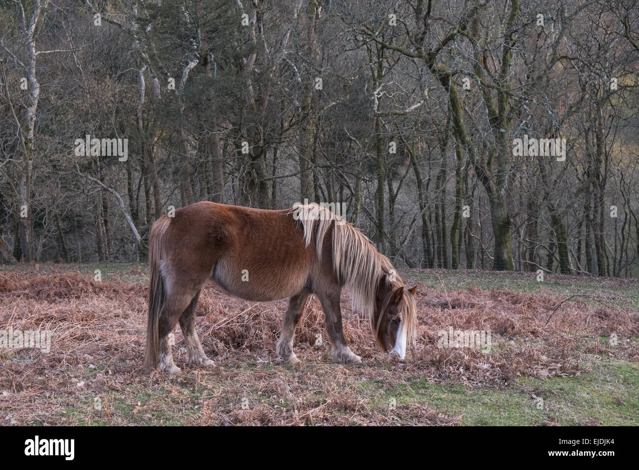 Celtic,rainforest,forest,Ponies,horses in woods,woodland above village of Furnace in Ceredigion, Mid Wales,Wales. Stock Photo