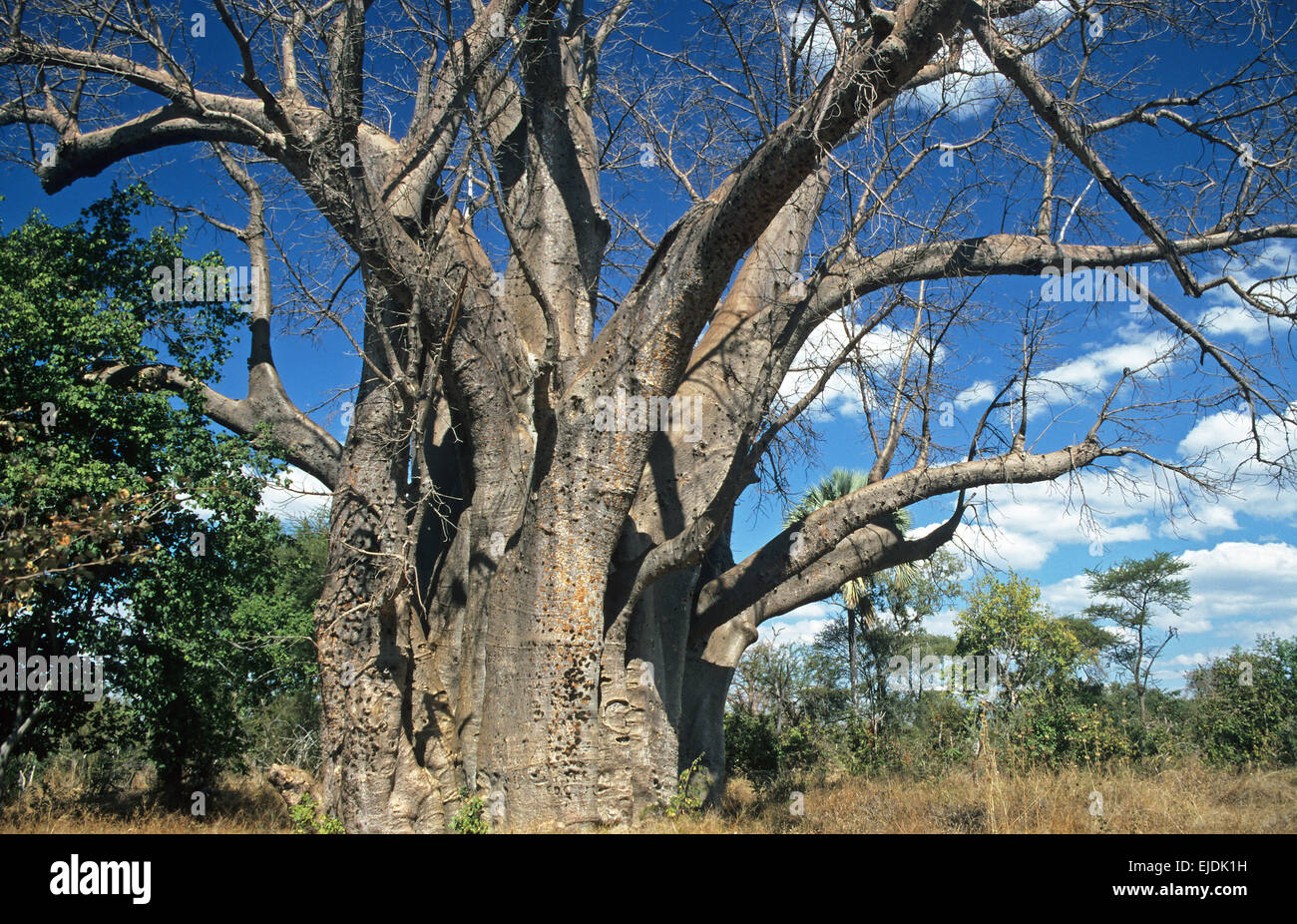 baobab tree (Adansonia digitata), Zimbabwe, Africa Stock Photo Alamy
