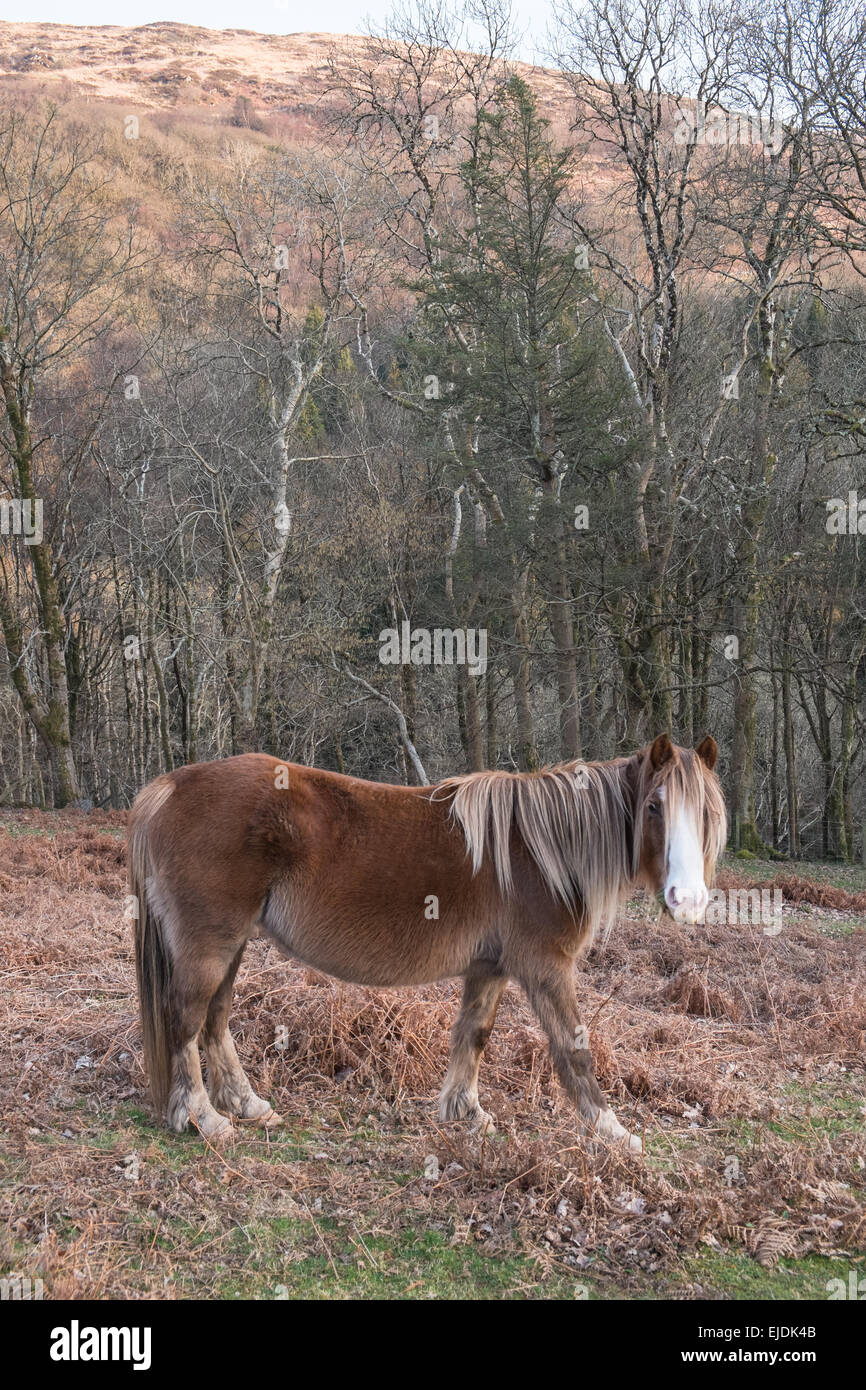 Celtic,rainforest,forest,pony,Ponies,horses in woods,woodland above