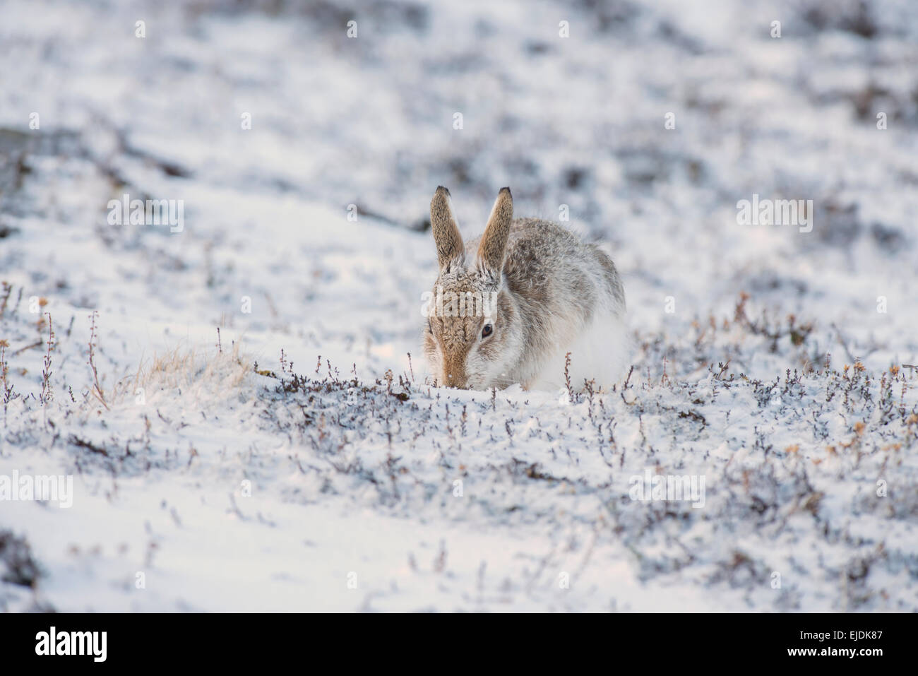 Mountain hare (Lepus timidus), sometimes known as the blue or variable hare. MAle, grazing. Stock Photo