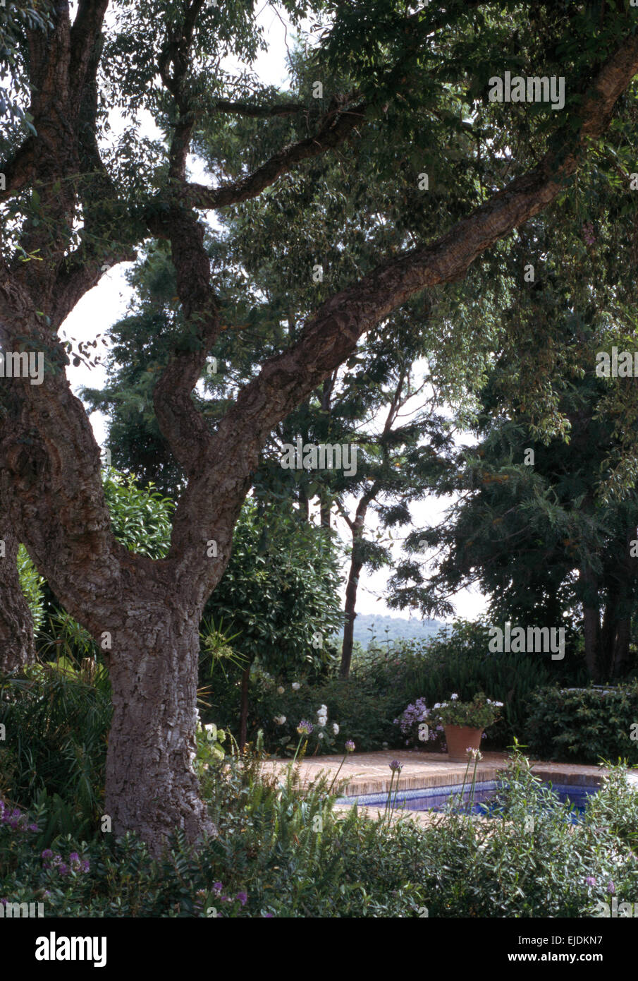 Knarled old tree beside swimming pool in a Corfu coastal garden Stock Photo