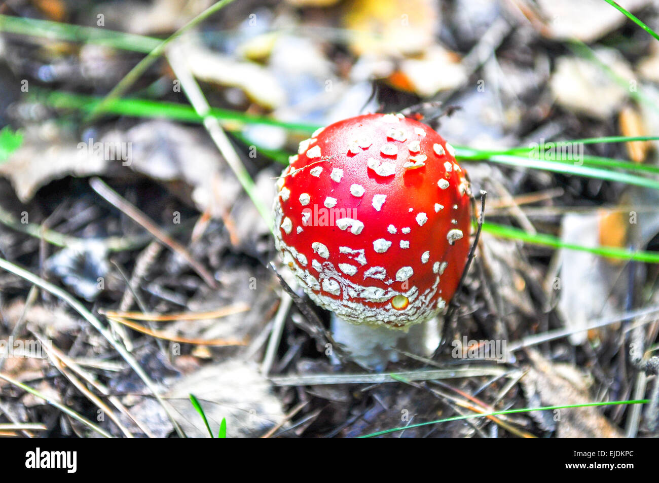 the little  amanita mushroom in natural habitat Stock Photo