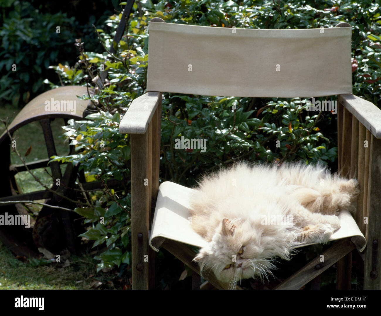 Close-up of a fluffy white cat lying on a director's chair in the garden Stock Photo