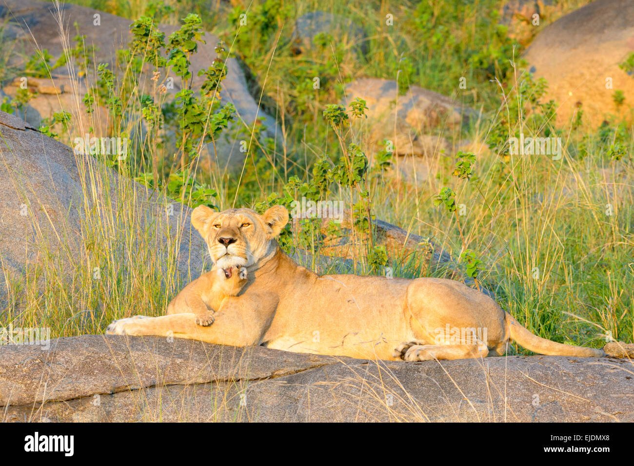 African Lion (Panthera leo) mother and cub, lying and playing on rock in early morning light, Serengeti national park, Tanzania Stock Photo
