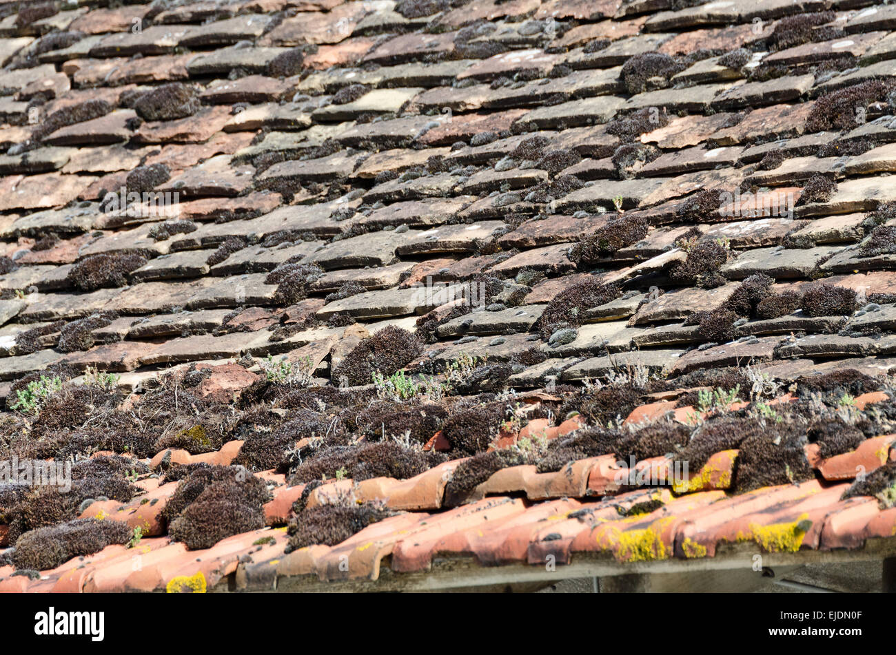 Thyme, sedums, mosses, and lichens growing on an old tile roof in Gigny-sur-Saone,  Burgundy, France. Stock Photo