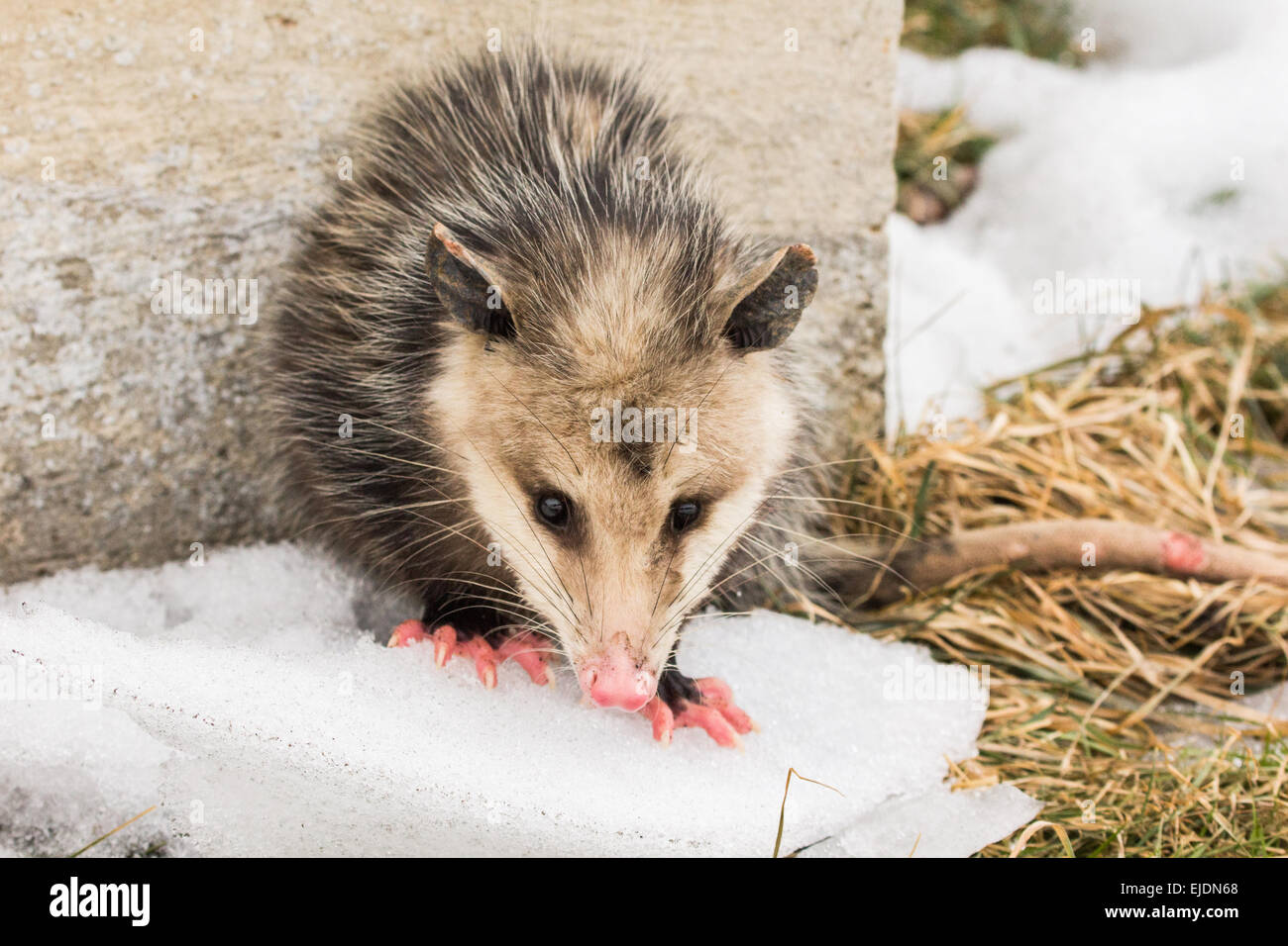 A Virginia opossum hunts for food during the last days of winter Stock
