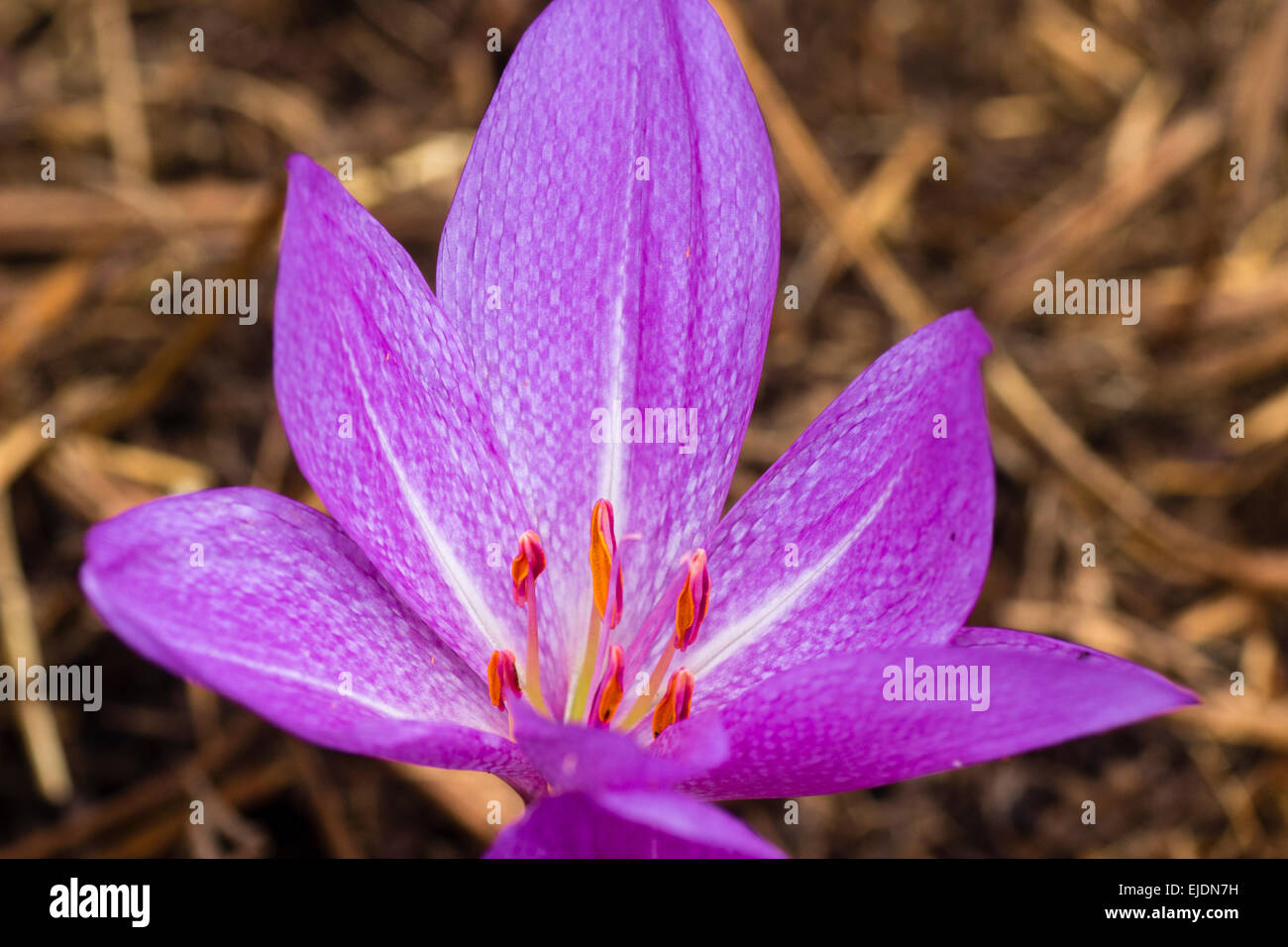 Close up of a bloom of the autumn flowering bulb, Colchicum 'Violet Queen' Stock Photo
