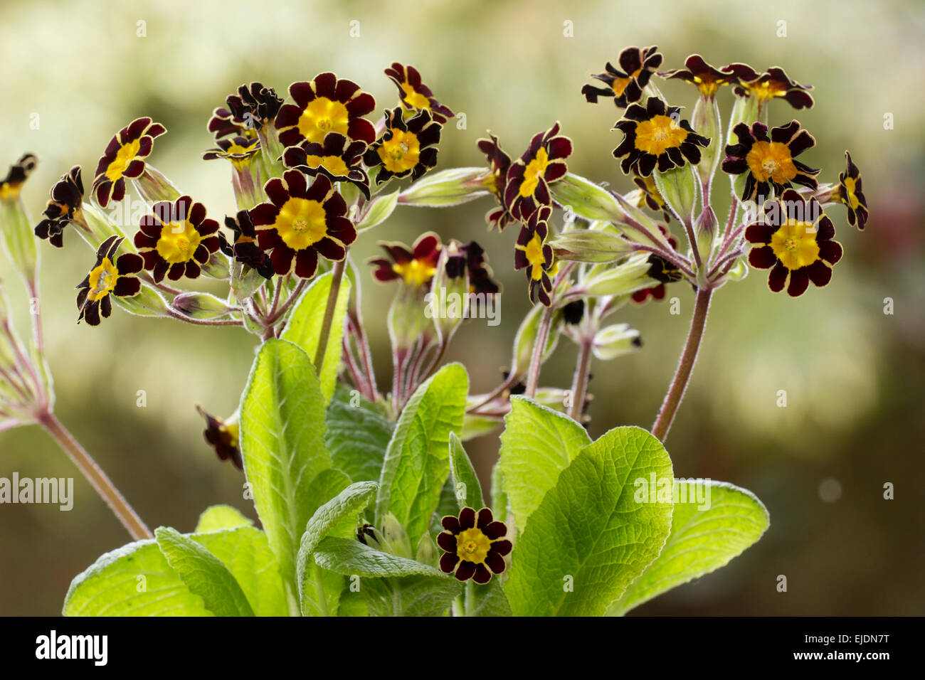 Flower heads of the small gold laced polyanthus, Primula elatior 'Victoriana Gold Lace' Stock Photo