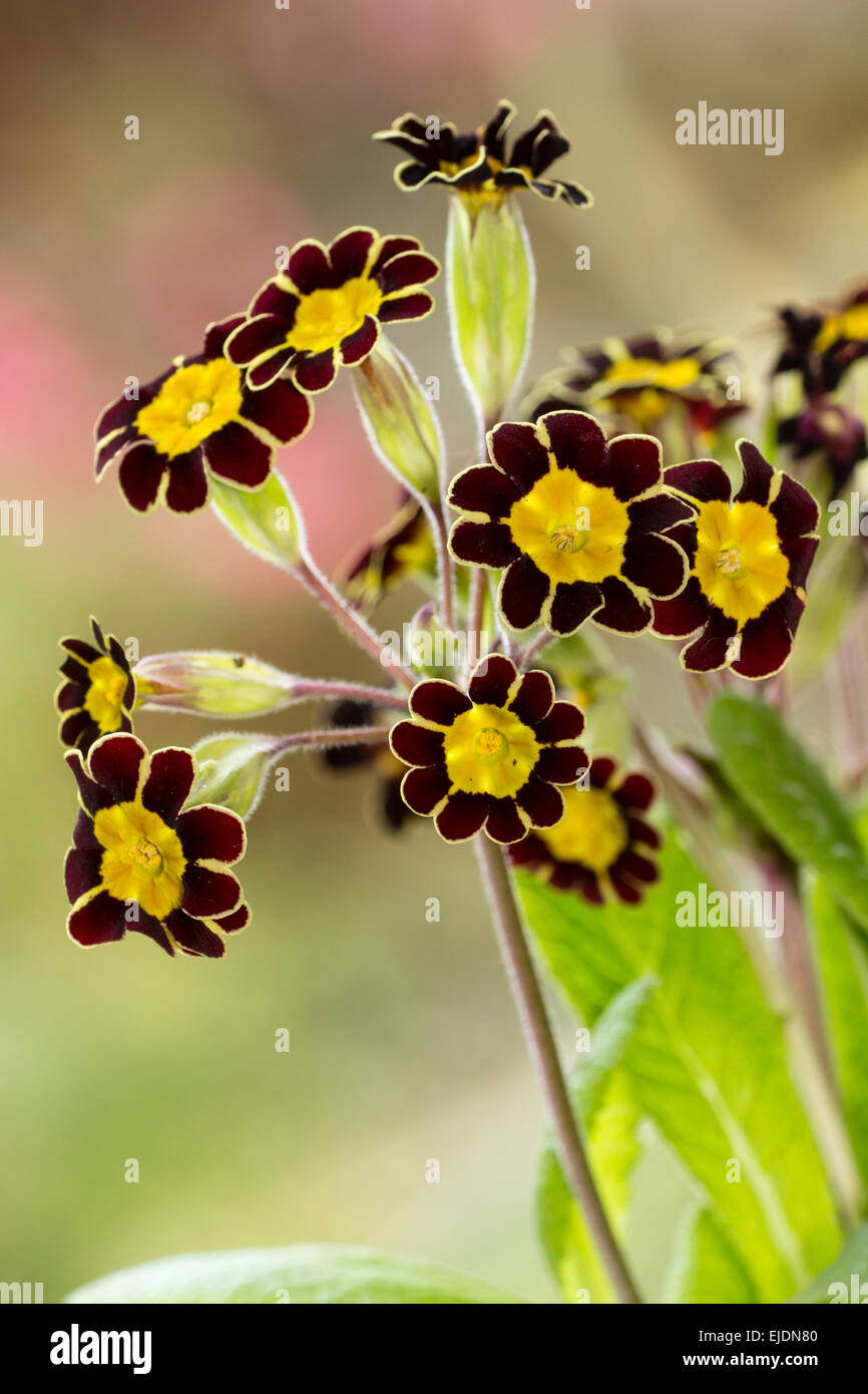 Flower heads of the small gold laced oxlip, Primula elatior 'Victoriana Gold Lace' Stock Photo