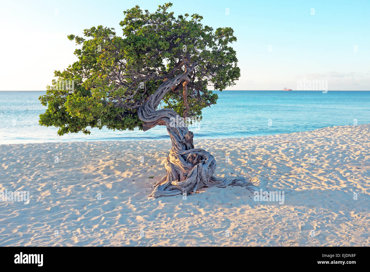Divi divi tree on Aruba island in the Caribbean Stock Photo