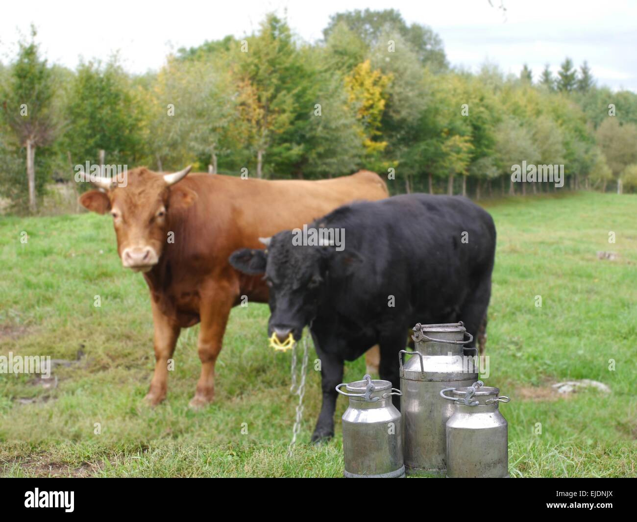 they three metal cans on milk on cow backgrpund Stock Photo