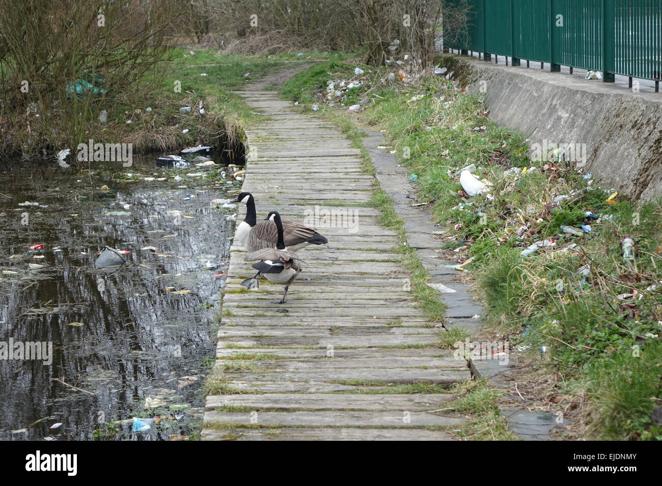 Canada geese, goose in a polluted water environment with litter, trash, plastic, glass, bottles, cans, bags and fast food cartons near a pond. Stock Photo