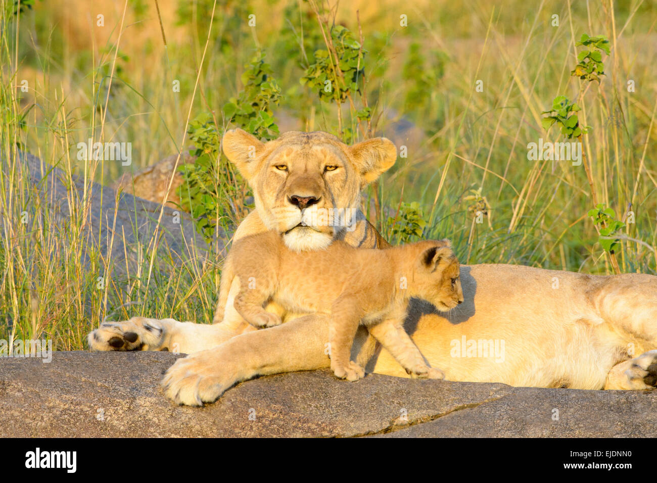 African Lion (Panthera leo) mother and cub, lying and playing on rock in morning light, mother looking at camera, Serengeti Stock Photo