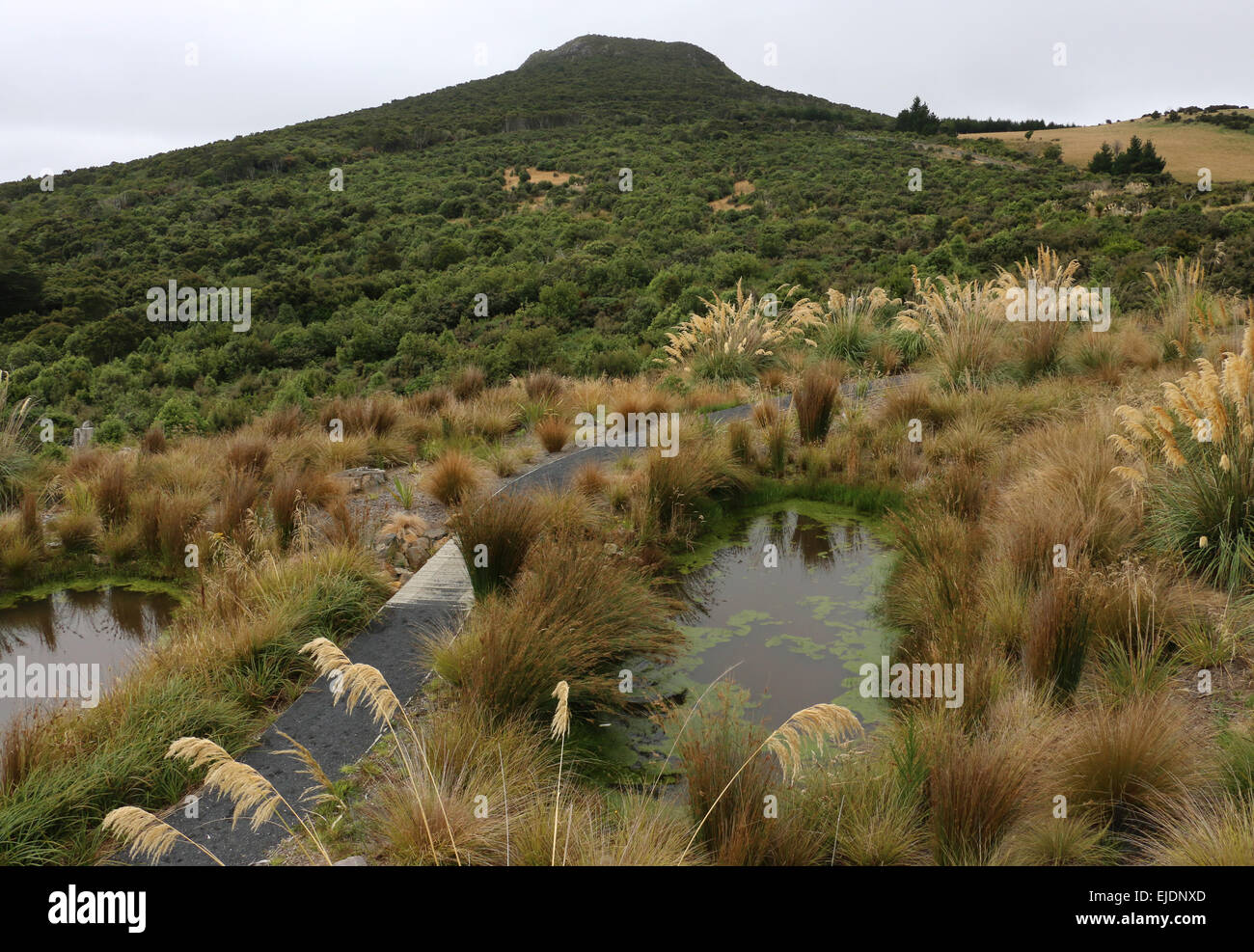 Orokonui ecosanctuary park New Zealand, Dunedin Orokonui Valley Waitati Stock Photo