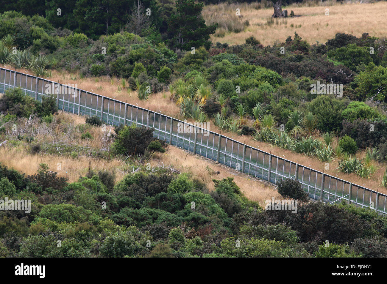 Orokonui ecosanctuary park New Zealand, Dunedin Orokonui Valley Waitati Stock Photo