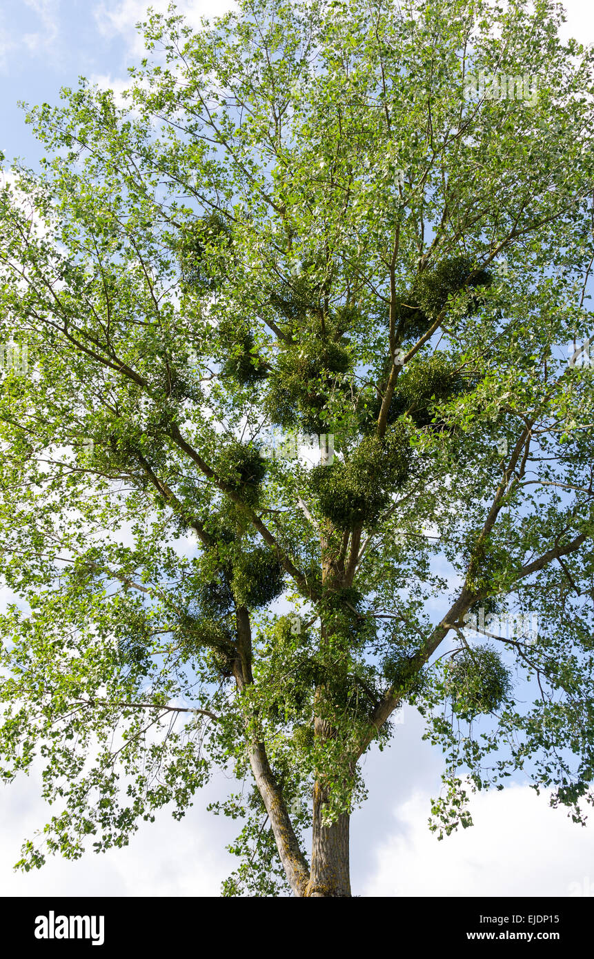 A Linden tree (Tilia sp.) infested with large clumps of European Mistletoe (Viscum album), Canal du Centre, Burgundy, France. Stock Photo