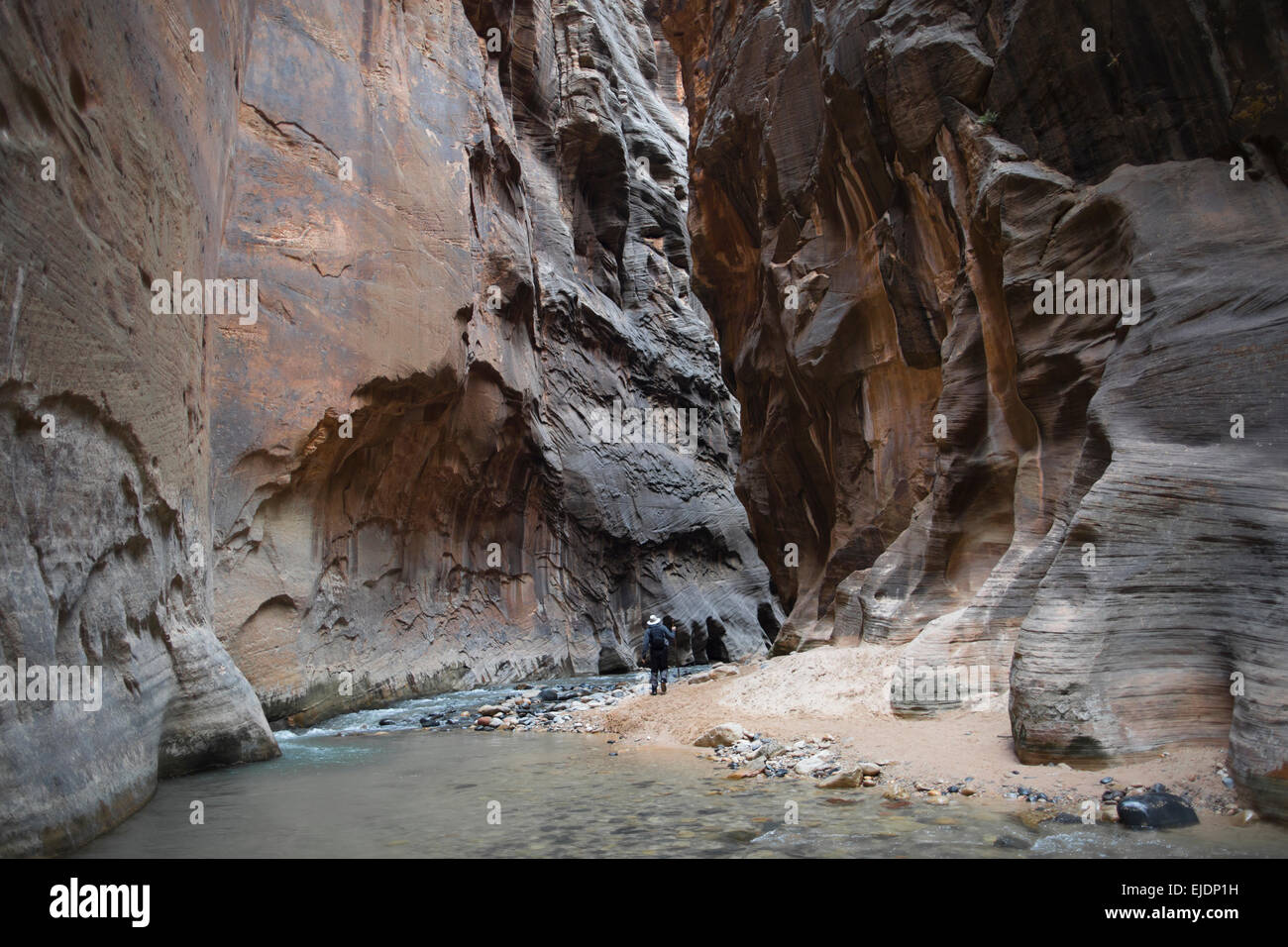 The Narrows in Zion National Park remains one of the most popular hikes. Stock Photo