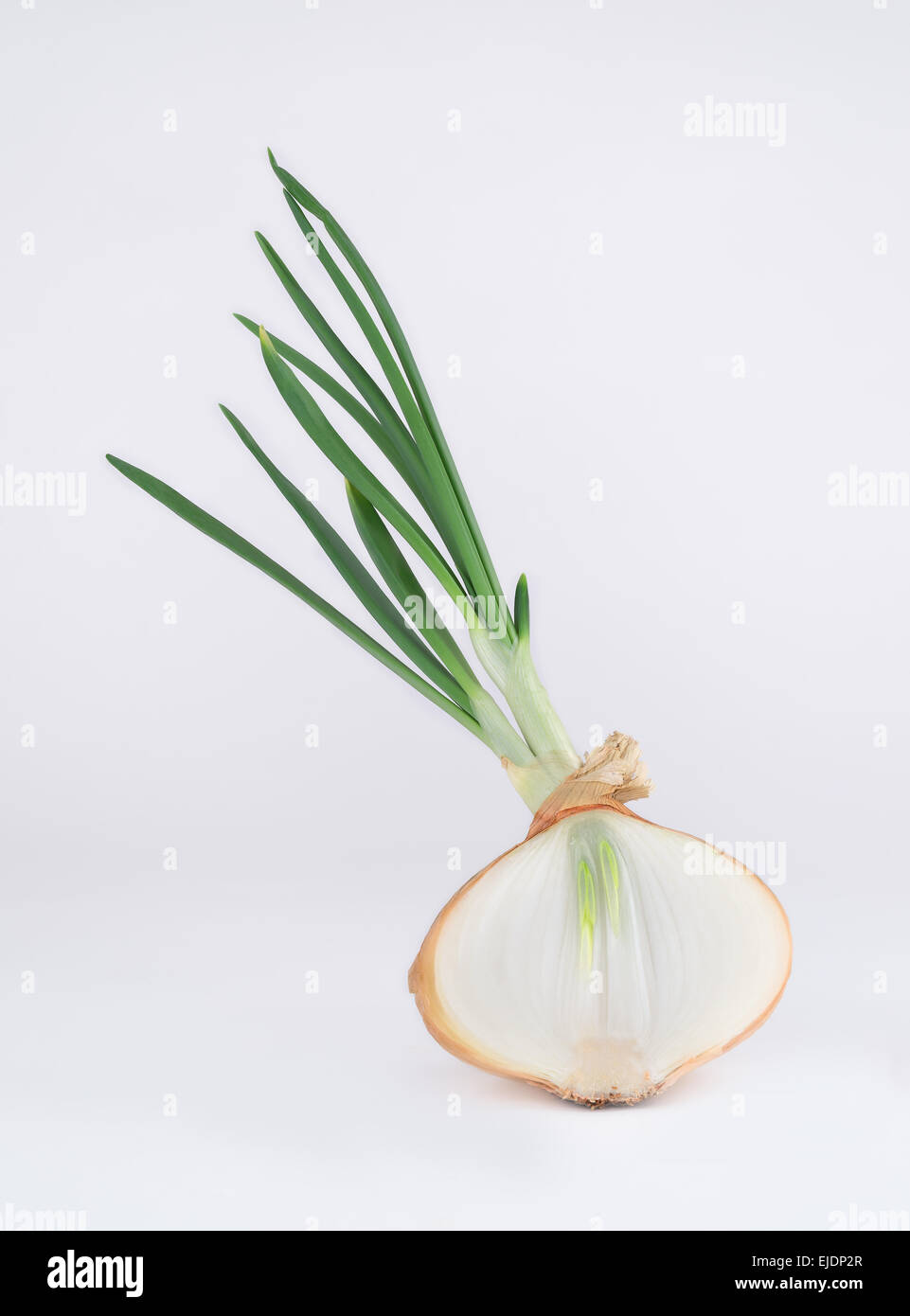 An onion bulb sprouting with large green sprouts, cut in half, on a white background. Stock Photo