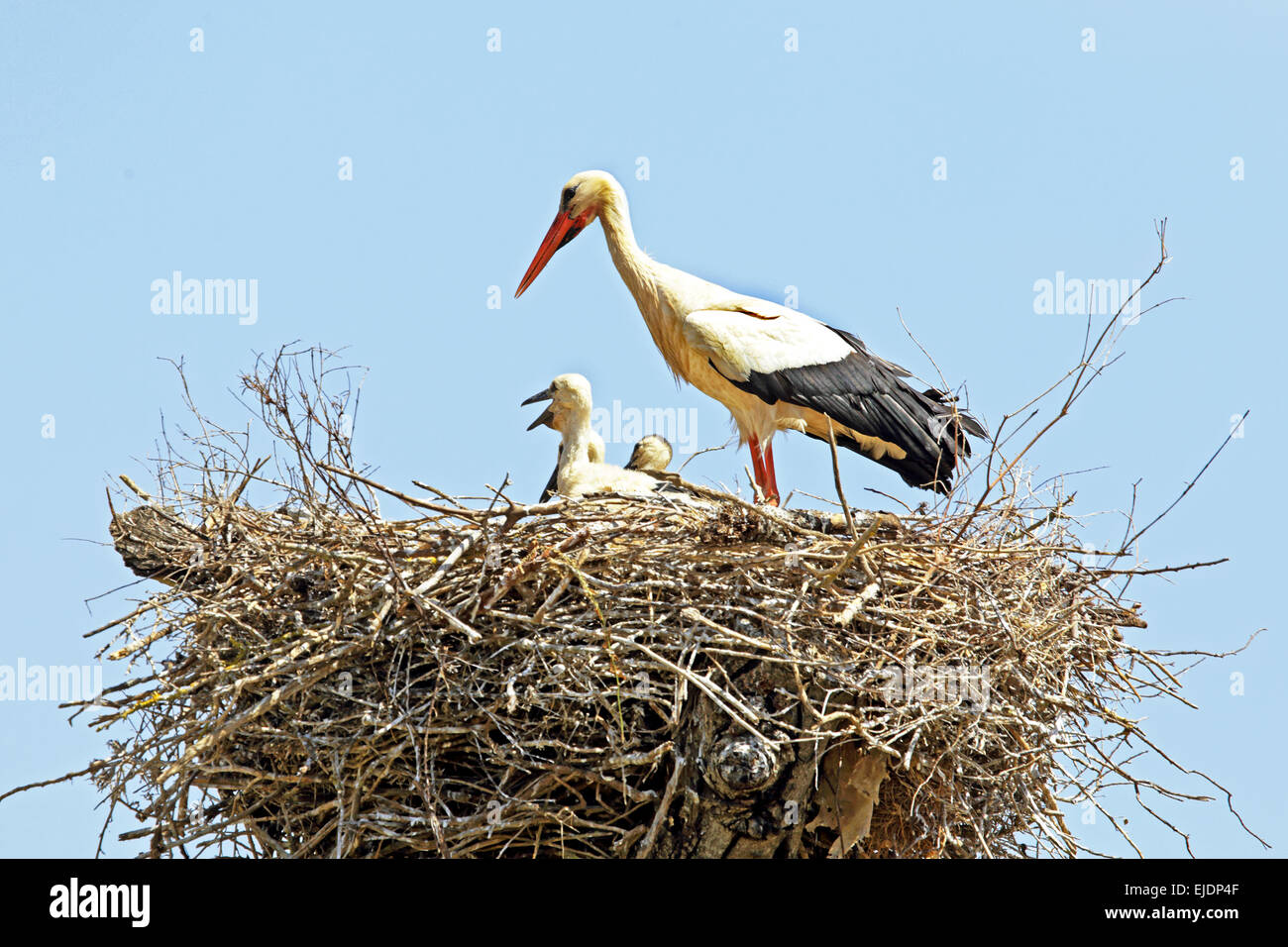 Stork with baby hi-res stock photography and images - Alamy