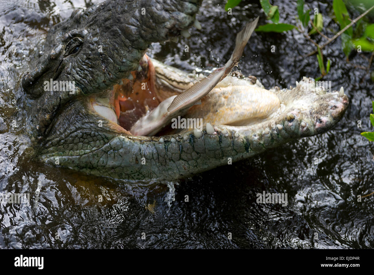 A large crocodile swallows down its catch. Stock Photo