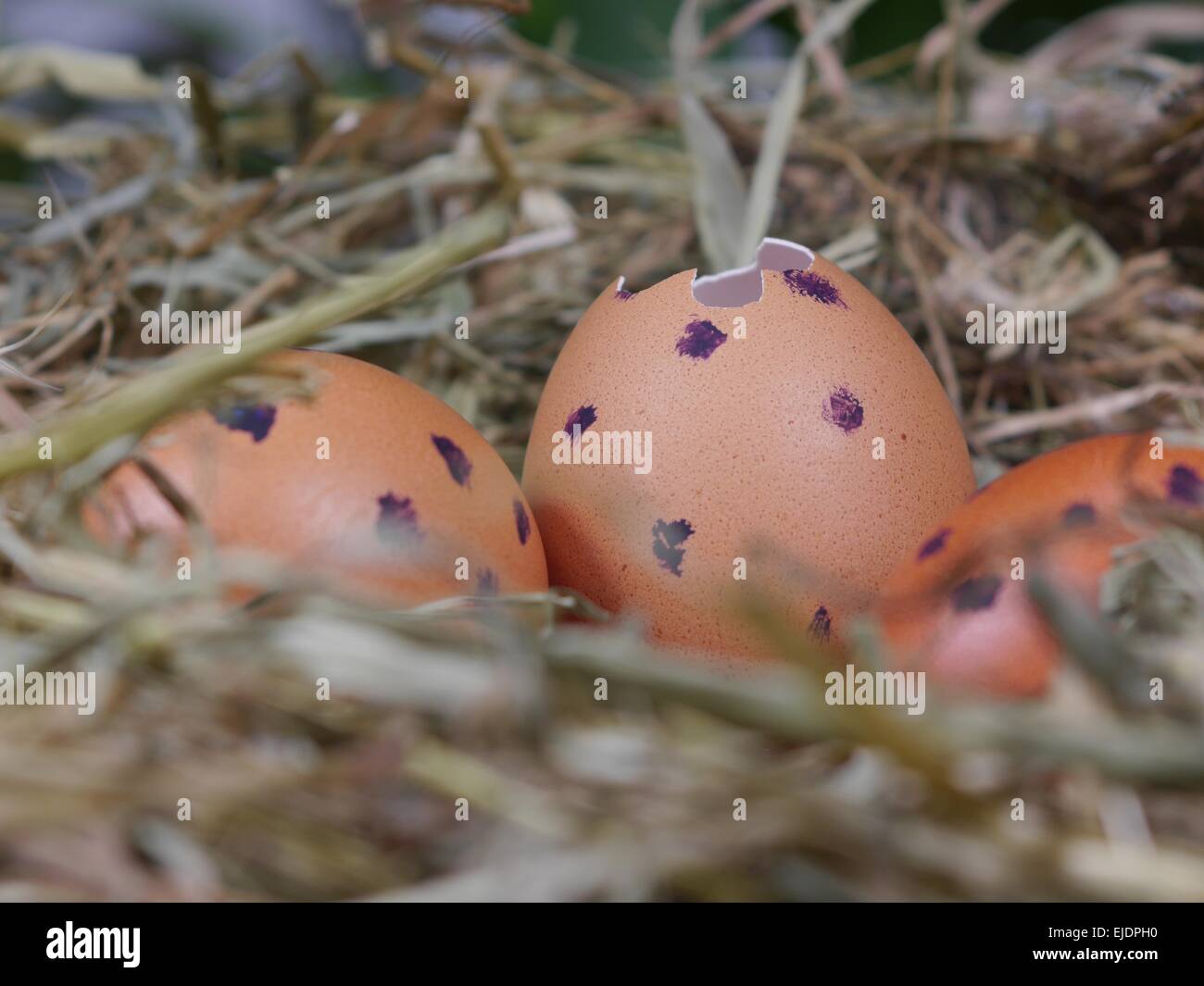nest with egg on white background Stock Photo