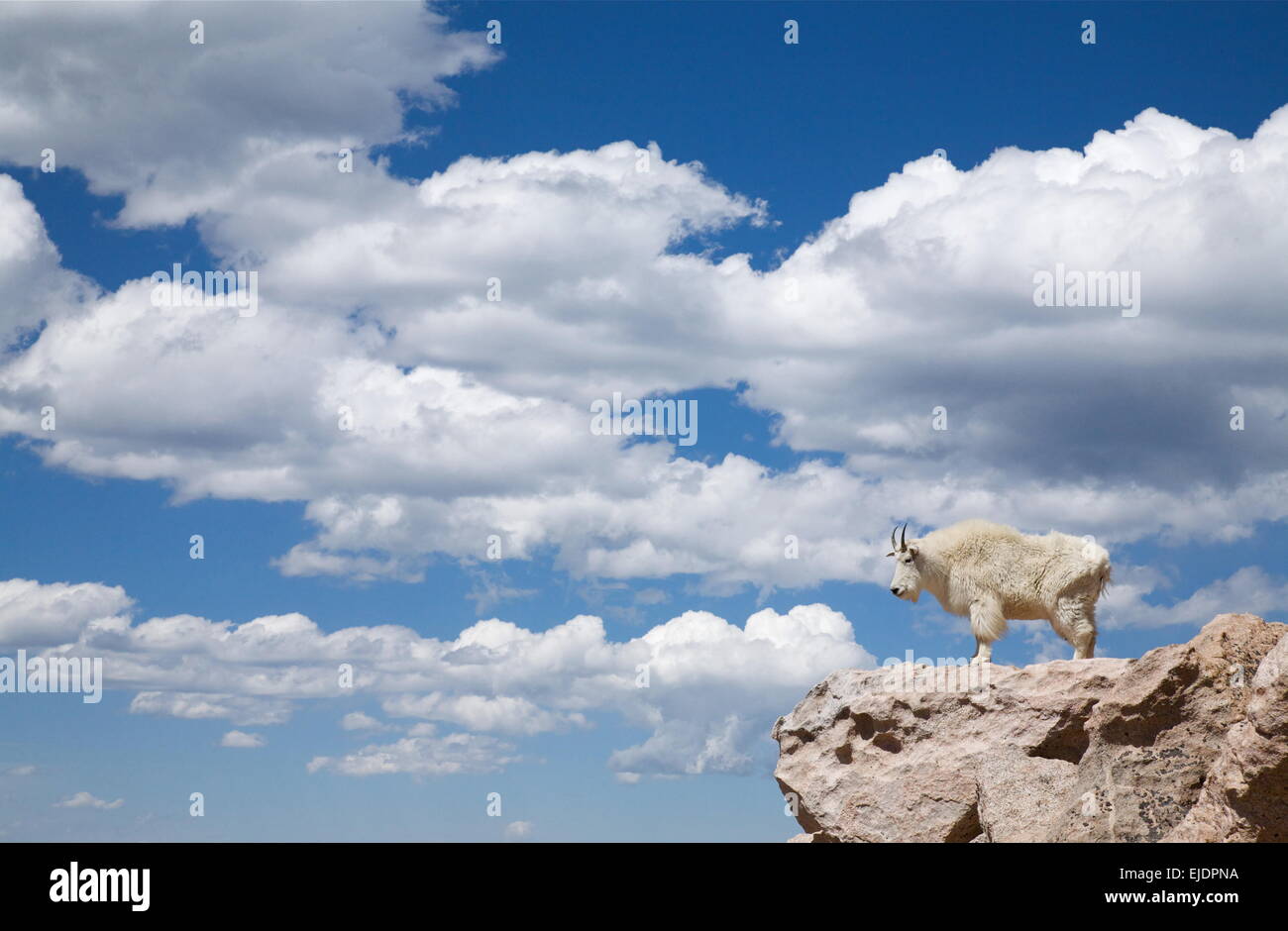 Mountain Goat standing in the clouds! Mount Evans, Rocky Mountains, near Denver, Colorado Oreamnos americanus Stock Photo