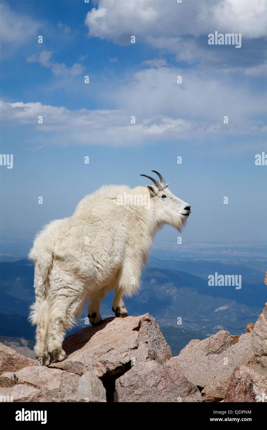 Mountain Goat, Oreamnos americanus, on Mount Evans at 14,000 feet elevation, overlooking Denver, Colorado. Stock Photo