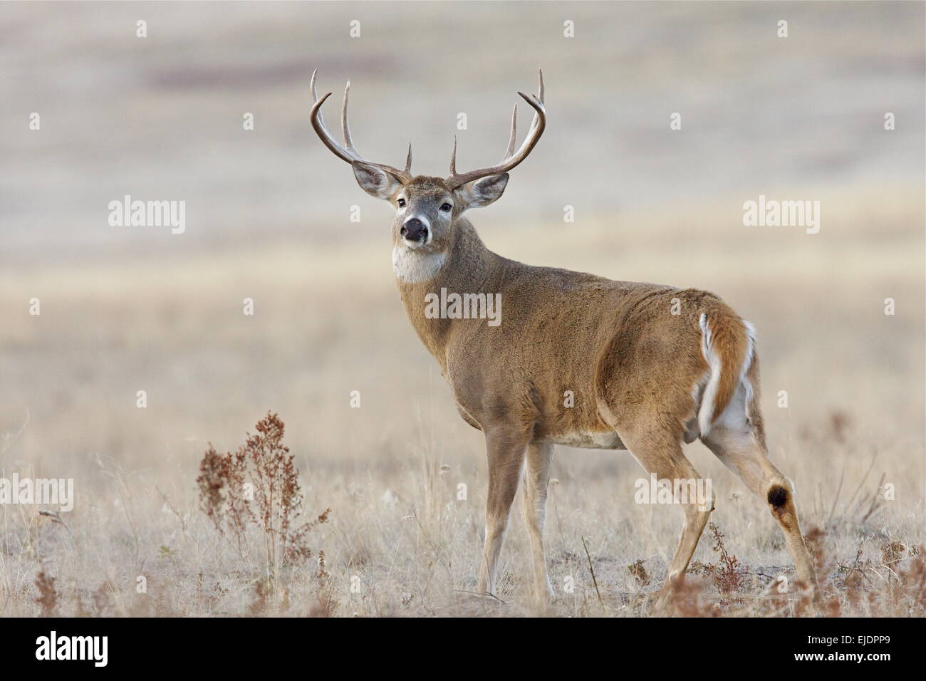 Whitetail Deer Buck Stag with very wide, trophy class antlers Stock ...