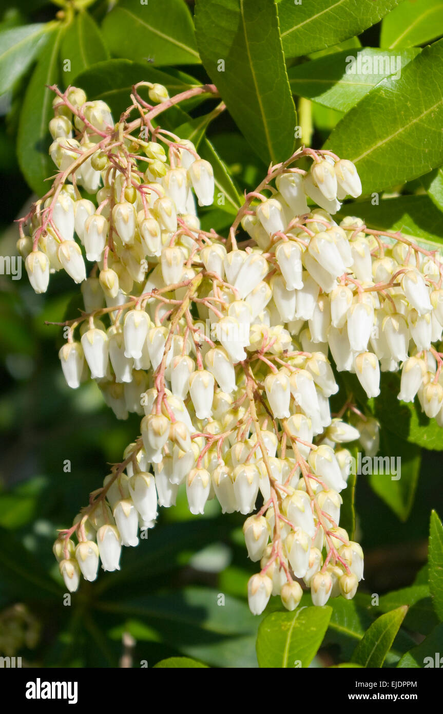 Christy S Garden Pieris Japonica Mountain Fire Lily Of The