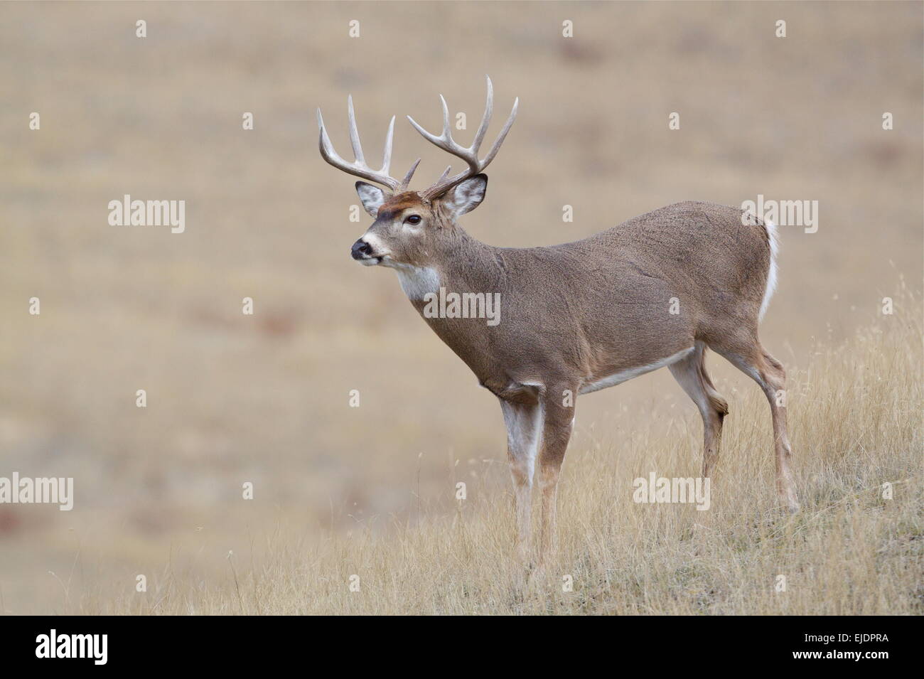 Whitetail buck deer stag with 10 point antlers  Midwestern big game midwest archery hunting season  Odocoileus virginianus Stock Photo